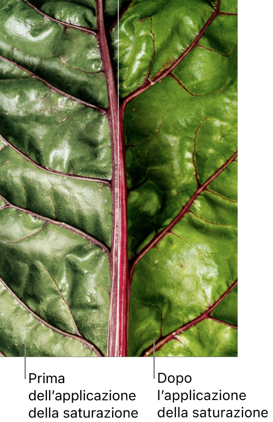 Un primo piano di una foglia verde con una vista “prima e dopo” della regolazione della saturazione.