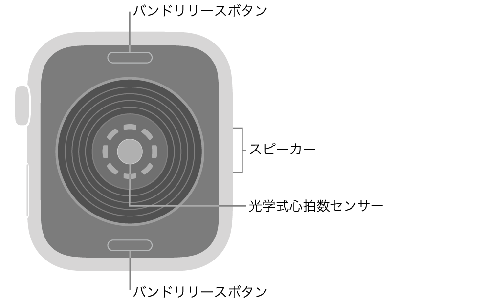 Apple Watch SE 3の背面。上下にバンドリリースボタン、中央に光学式心拍数センサー、側面にはスピーカーがあります。