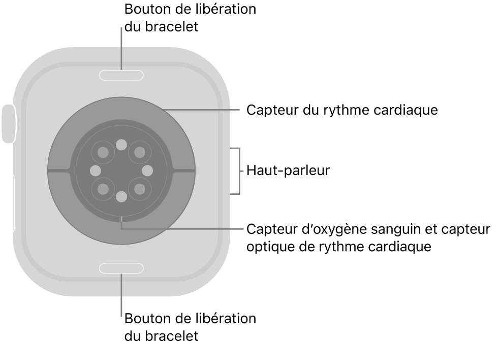 Le dos de l’Apple&nbsp;Watch&nbsp;Series&nbsp;10, avec les boutons de retrait du bracelet en haut et en bas, les capteurs de fréquence cardiaque électriques et optiques et les capteurs d’oxygène sanguin au centre, et le haut-parleur sur le côté.