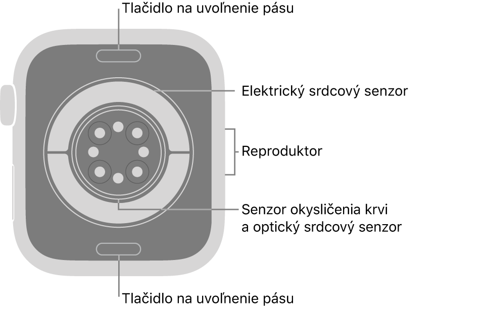 Zadná strana hodiniek Apple&nbsp;Watch Series&nbsp;11. Navrchu a&nbsp;naspodku sa nachádzajú tlačidlá na uvoľnenie remienka. V&nbsp;strede sú umiestnené elektrické srdcové senzory, optické srdcové senzory a&nbsp;senzory saturácie kyslíkom a&nbsp;naboku reproduktor.