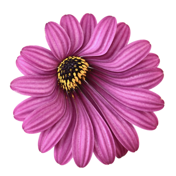 Un calque contenant une image de fleur avec le réglage Distorsion appliqué.