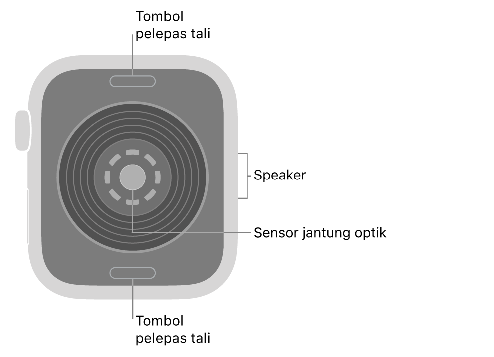 Bagian belakang Apple Watch SE 3, dengan tombol pelepas tali di bagian atas dan bawah, sensor jantung optik di bagian tengah, dan speaker di bagian samping.