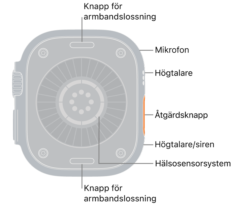 Baksidan på Apple&nbsp;Watch Ultra&nbsp;4 med knapparna för armbandslossning högst upp och längst ned. På sidan finns en mikrofon, en högtalare, hälsosensorsystemet, snabbknappen och en högtalaröppning där sirenen sänds ut.