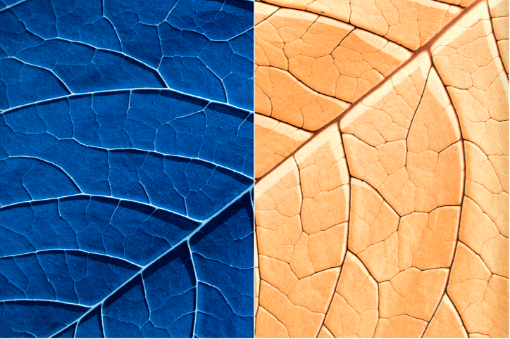 A side-by-side comparison image of a leaf with and without the invert adjustment applied.
