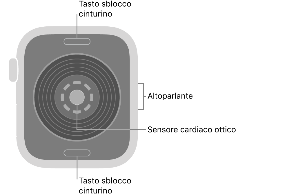 La parte posteriore di Apple&nbsp;Watch&nbsp;SE 3&nbsp;con i pulsanti di sblocco del cinturino in alto e in basso, il sensore ottico per il cuore in mezzo, e l’altoparlante sul lato.