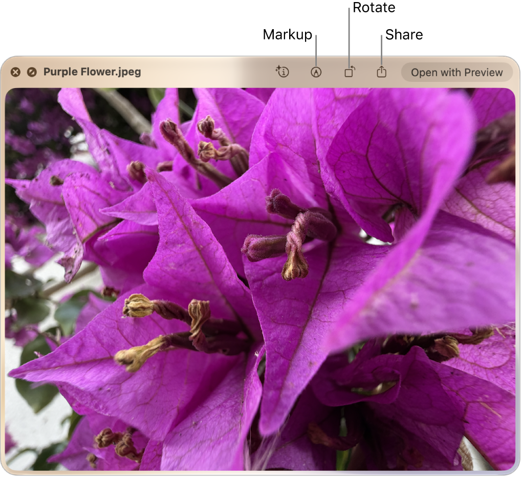 An image in the Quick Look window with buttons to mark up, rotate, or share the image, or open it in the Preview app.